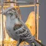 Бра Arte Lamp Cincia A5090AP-1WG - Фото 4