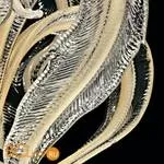 Настенный светильник Barovier&Toso Piume 5391/OB - Фото 1