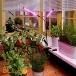 Светодиодный светильник для растений на прищепке FT-005 чёрный a052890 - Фото 8