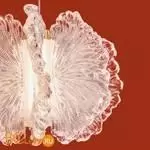 Подвесной светильник Freya Flower FR5579PL-L8BS - Фото 3